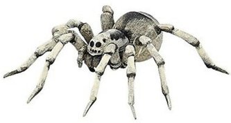 tarantule