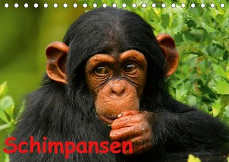 Schimpansen (Tischkalender 2021 DIN A5 quer)