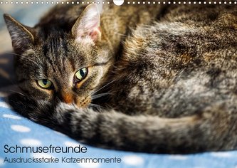 Schmusefreunde (Wandkalender 2021 DIN A3 quer)
