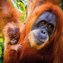 Karnet kwadrat z kopertą Sumatran Orangutan and Ba