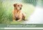 Faszination Labrador - gelb, foxred, schwarz (Tischkalender 2020 DIN A5 quer)