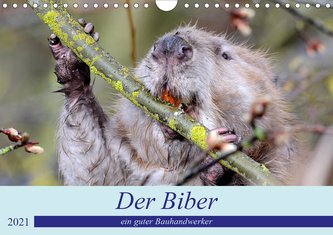 Der Biber, ein guter Bauhandwerker (Wandkalender 2021 DIN A4 quer)