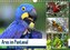 Aras im Pantanal (Wandkalender 2021 DIN A4 quer)
