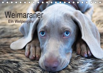 Weimaraner - Ein Welpenjahr (Tischkalender 2021 DIN A5 quer)