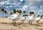 Florida - Sonne, Strände und Naturparks (Wandkalender 2020 DIN A4 quer)