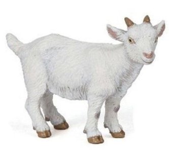 Koza mláďa