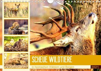 Scheue Wildtiere in heimischen Wäldern und Bergen (Wandkalender 2021 DIN A4 quer)