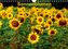 Sonnenblumen (Wandkalender 2021 DIN A4 quer)
