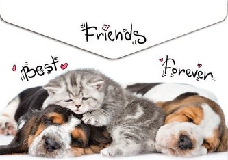 Koperta A4 na napę z nadrukiem Animals