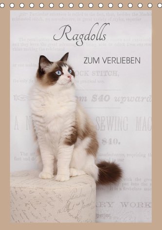 Ragdolls zum Verlieben (Tischkalender 2021 DIN A5 hoch)