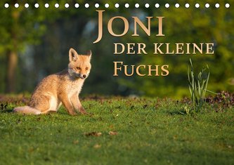 Joni, der kleine Fuchs (Tischkalender 2021 DIN A5 quer)