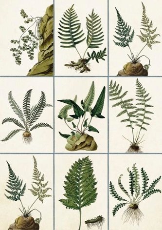 Karnet ST361 B6 + koperta Paprocie