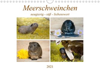 MEERSCHWEINCHEN neugierig - süß - liebenswert (Wandkalender 2021 DIN A4 quer)