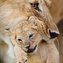 Karnet kwadrat z kopertą Lioness and cub