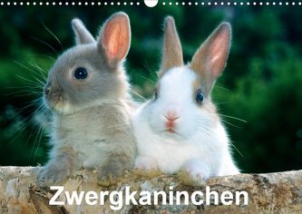 Zwergkaninchen (Wandkalender 2021 DIN A3 quer)