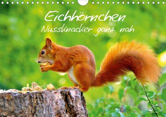 Eichhörnchen-Nussknacker ganz nah (Wandkalender 2021 DIN A4 quer)