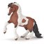 Kôň Irish cob