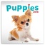 Štěňata - nástěnný kalendář 2018