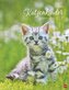 Katzenkinder Posterkalender 2022