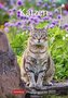 Katzen 2022 Wochenplaner