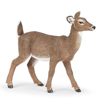 Laň jelenca bielochvostého