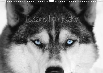 Faszination Husky (Wandkalender 2022 DIN A3 quer)