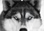 Faszination Husky (Wandkalender 2022 DIN A3 quer)
