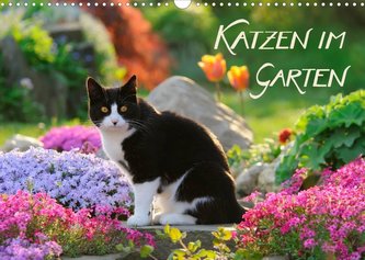 Katzen im Garten (Wandkalender 2022 DIN A3 quer)