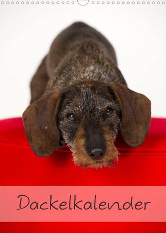 Dackel (Wandkalender 2022 DIN A3 hoch)