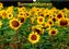 Sonnenblumen (Wandkalender 2022 DIN A3 quer)