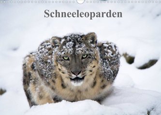 Schneeleoparden (Wandkalender 2022 DIN A3 quer)