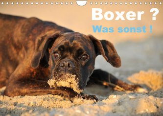 Boxer ? Was sonst ! (Wandkalender 2022 DIN A4 quer)