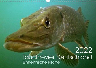 Tauchrevier Deutschland (Wandkalender 2022 DIN A3 quer)