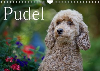 Pudel (Wandkalender 2022 DIN A4 quer)