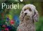 Pudel (Wandkalender 2022 DIN A4 quer)
