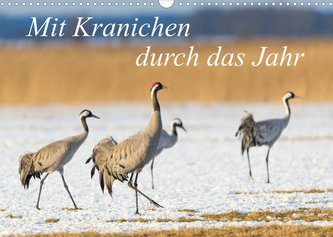 Mit Kranichen durch das Jahr (Wandkalender 2022 DIN A3 quer)