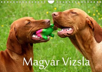 Magyar Vizsla (Wandkalender 2022 DIN A4 quer)
