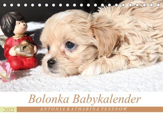 Bolonka Babykalender 2022 (Tischkalender 2022 DIN A5 quer)