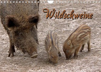 Wildschweine (Wandkalender 2022 DIN A4 quer)