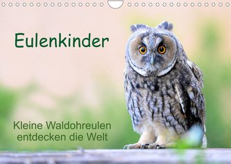 Eulenkinder - Kleine Waldohreulen entdecken die Welt (Wandkalender 2022 DIN A4 quer)