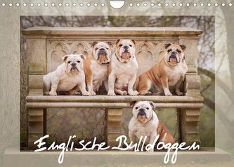Englische Bulldoggen (Wandkalender 2022 DIN A4 quer)