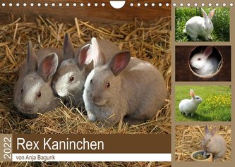 Rex - Kaninchen (Wandkalender 2022 DIN A4 quer)