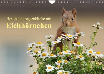 Besondere Augenblicke mit Eichhörnchen (Wandkalender 2022 DIN A4 quer)