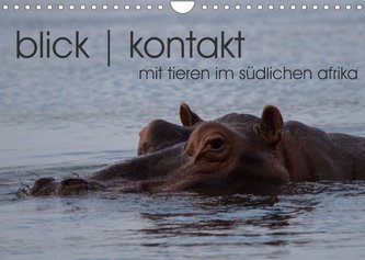 blick kontakt mit tieren im südlichen afrika (Wandkalender 2022 DIN A4 quer)