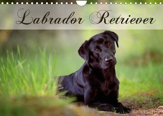 Labrador Retriever (Wandkalender 2022 DIN A4 quer)