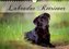 Labrador Retriever (Wandkalender 2022 DIN A4 quer)
