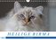 Heilige Birma Katzenkalender (Wandkalender 2022 DIN A4 quer)