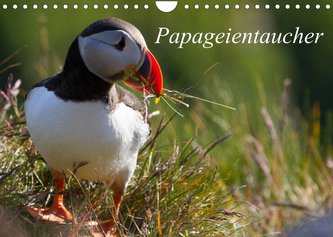 Papageientaucher (Wandkalender 2022 DIN A4 quer)