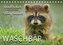 Waschbär - Niedlicher Allesfresser (Tischkalender 2022 DIN A5 quer)