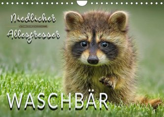 Waschbär - Niedlicher Allesfresser (Wandkalender 2022 DIN A4 quer)
